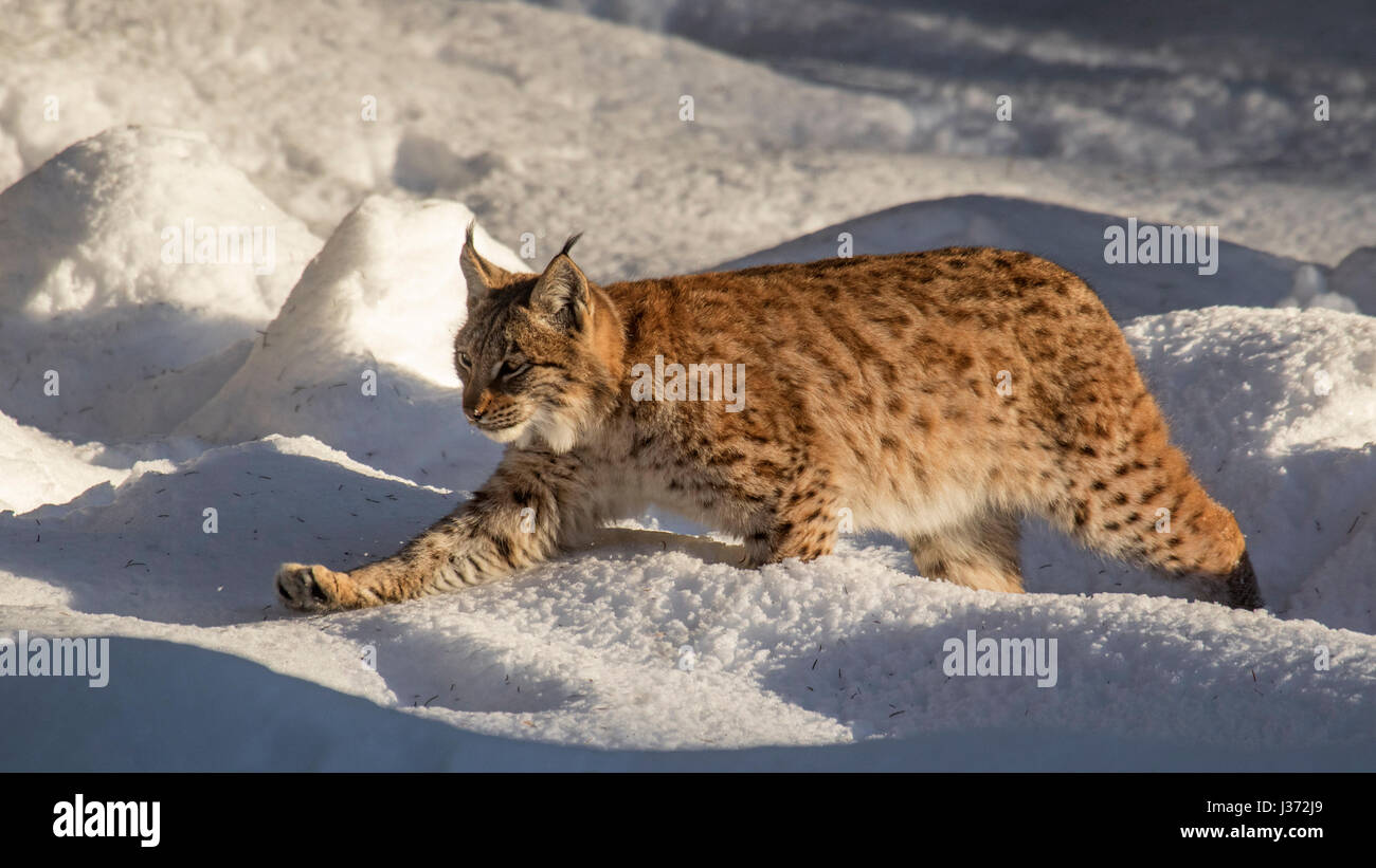 Eurasian lynx (Lynx lynx) hunting in the snow in winter Stock Photo