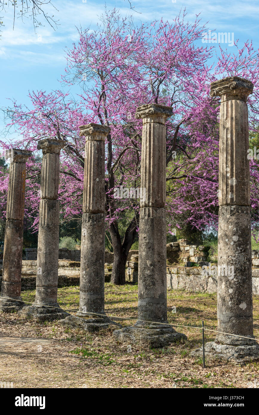 Ancient columns in the Palaestra at springtime with the judas trees in bloom. Ancient Olympia 