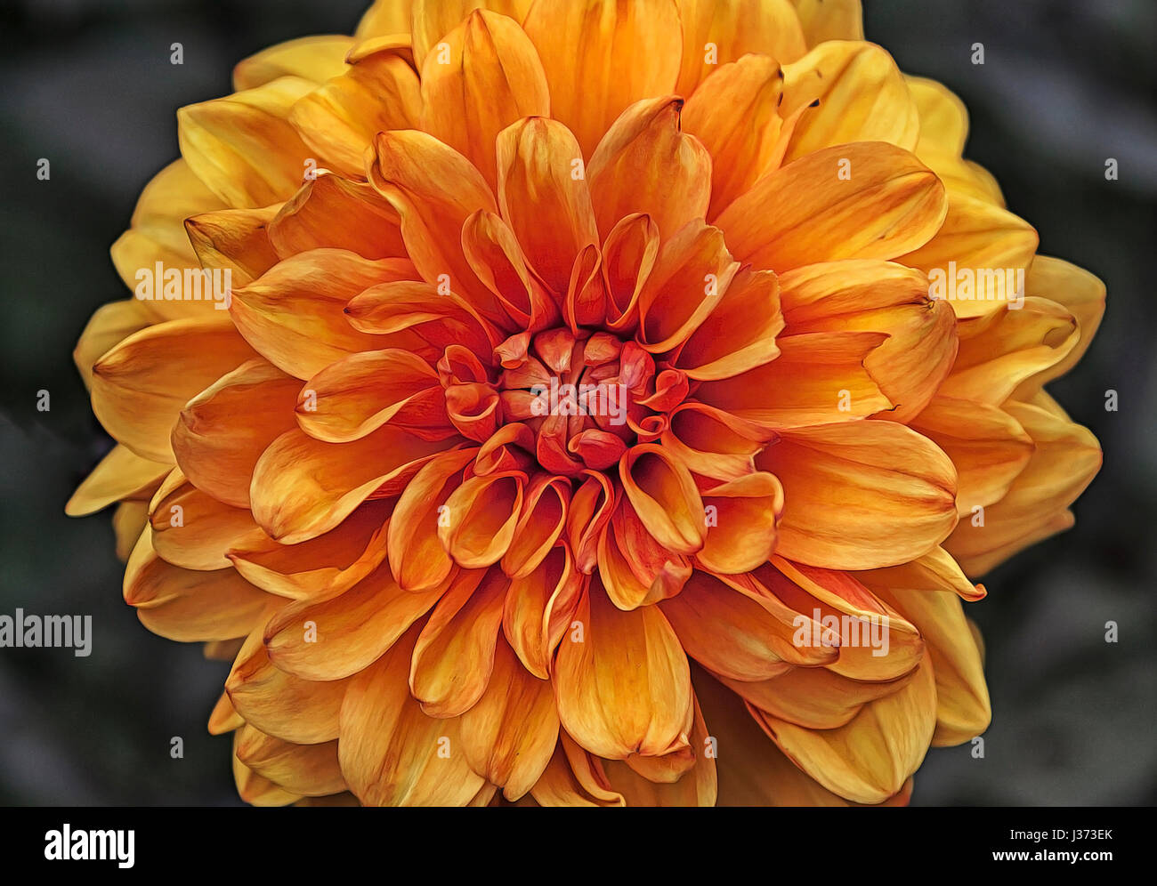 Chrysanthemum plant hi-res stock photography and images - Alamy