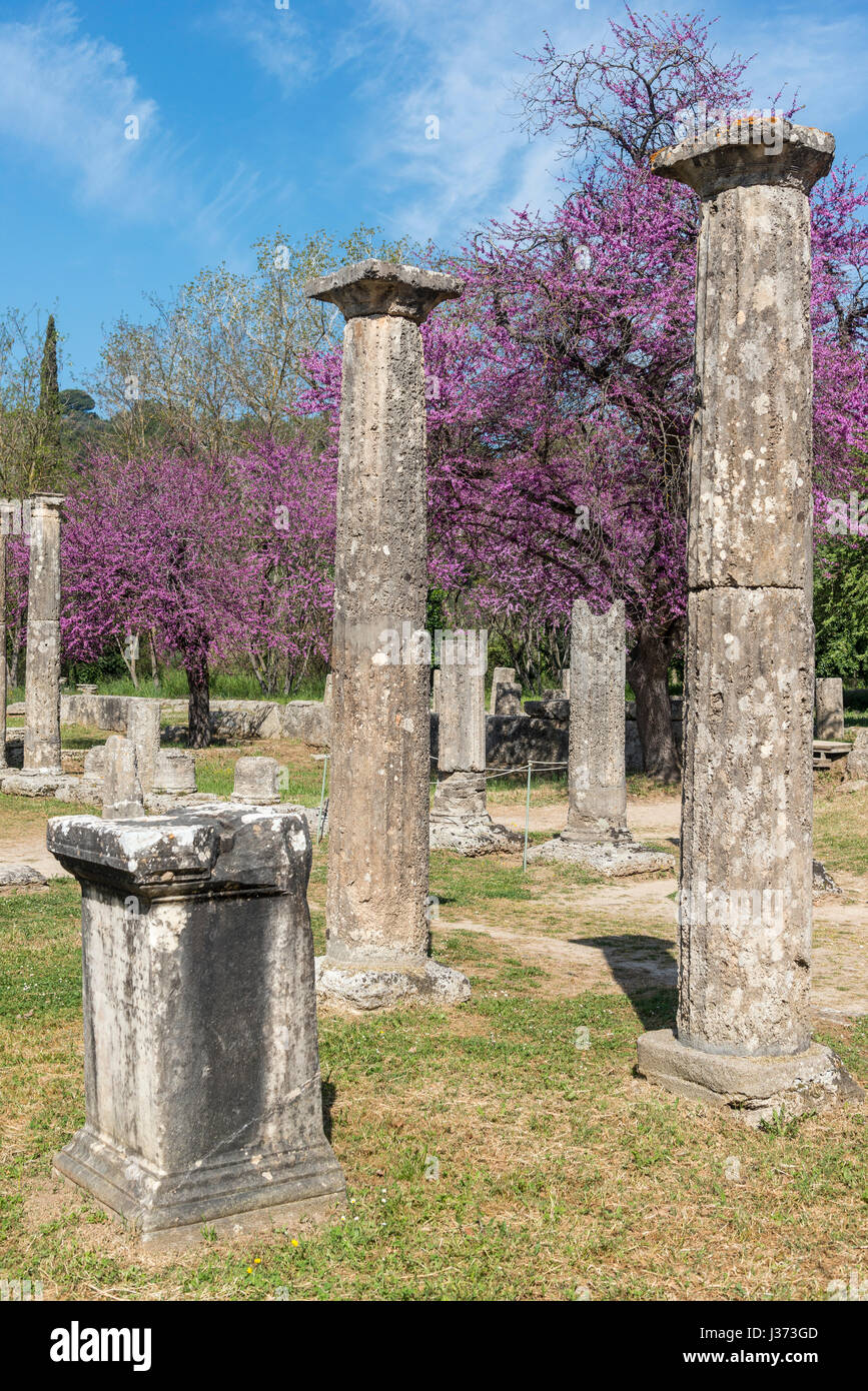 Ancient columns in the Palaestra at springtime with the judas trees in bloom. Ancient Olympia 