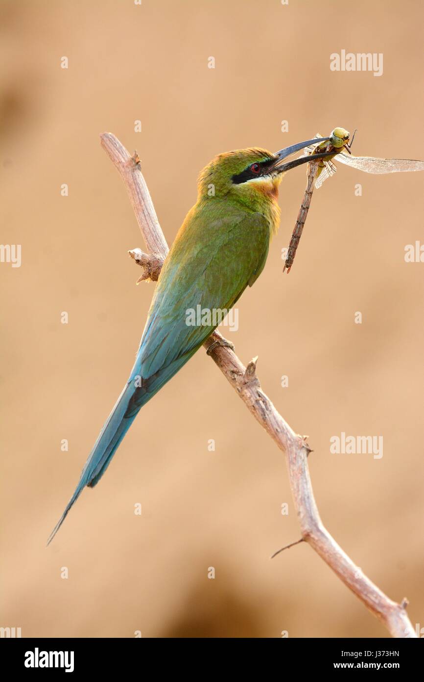beautiful blue tailed bee eater (Merops philippinus) possing Stock ...