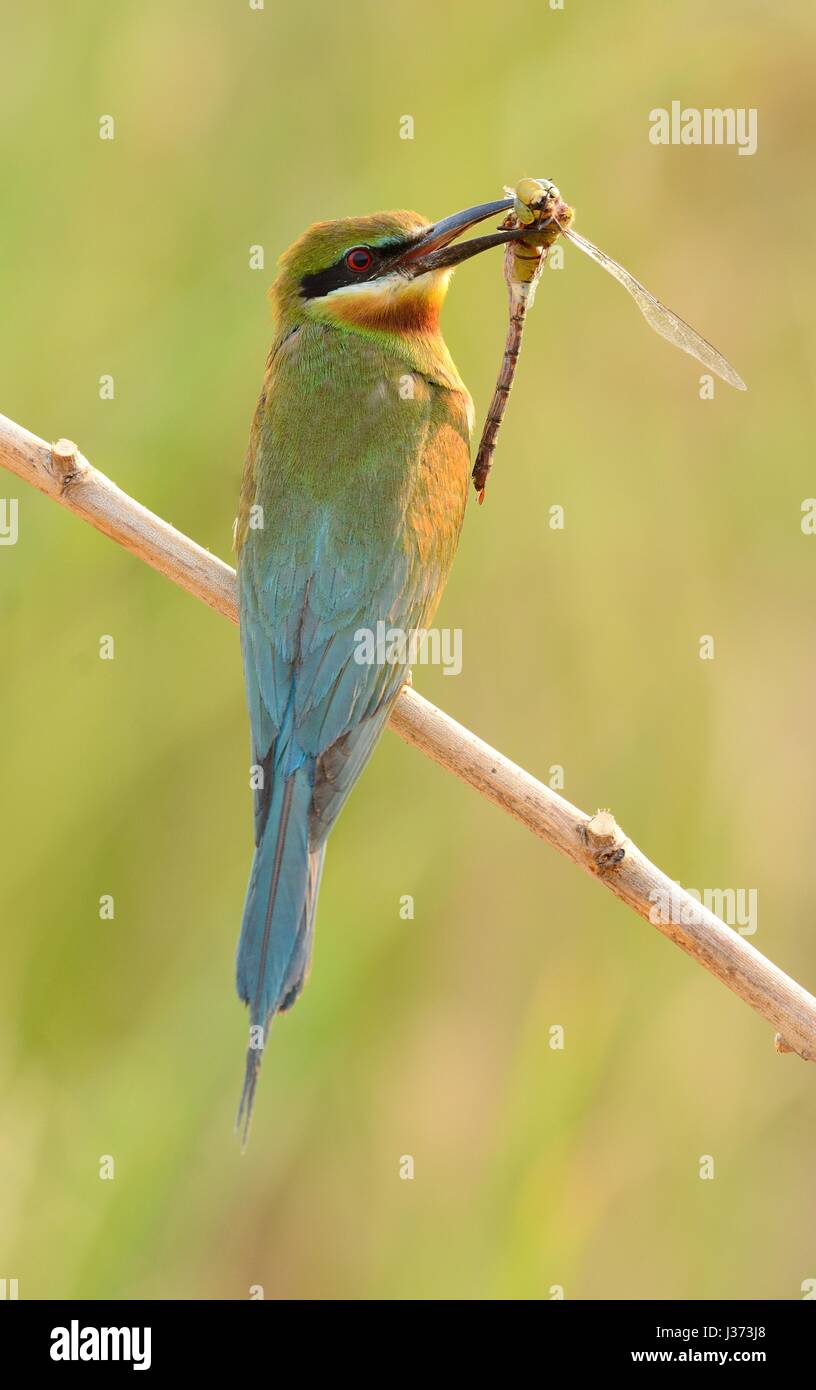 beautiful blue tailed bee eater (Merops philippinus) possing Stock ...