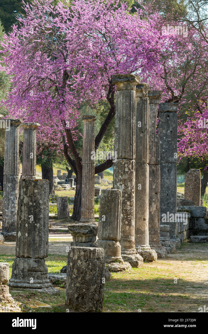 Ancient columns in the Palaestra at springtime with the judas trees in bloom.  Ancient Olympia, Peloponnese, Greece. Stock Photo