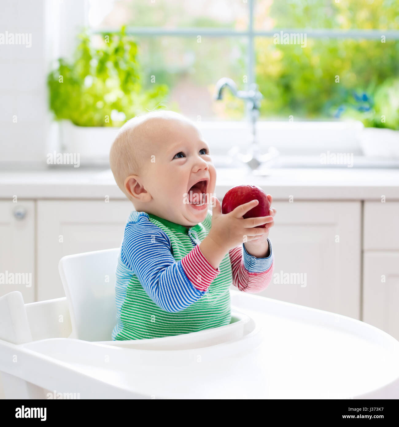 Baby eating fruit. Little boy biting apple sitting in white high chair in sunny kitchen with window and sink. Healthy nutrition for kids. Solid food f Stock Photo