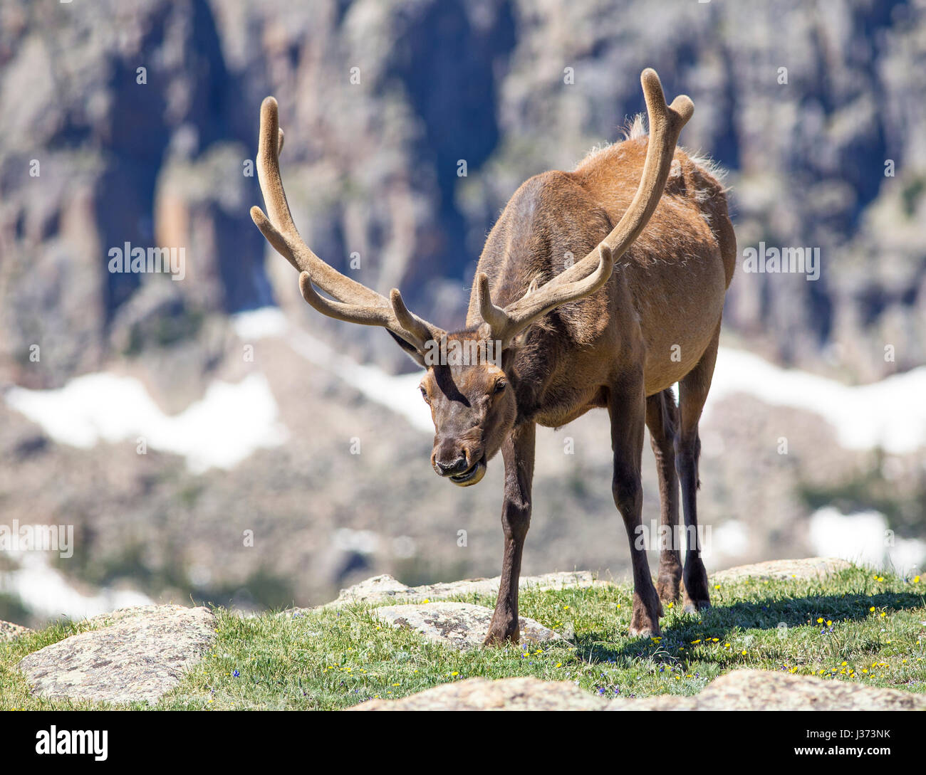 Elk in rocky mountains hi-res stock photography and images - Alamy