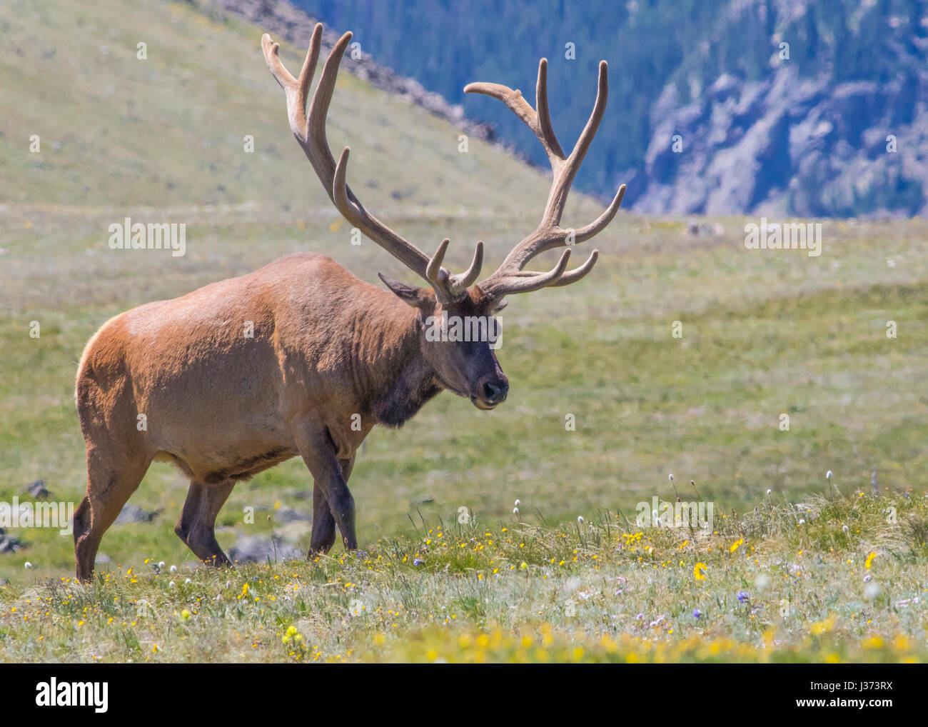 Elk in Rocky Mountains National Park, Colorado Stock Photo - Alamy