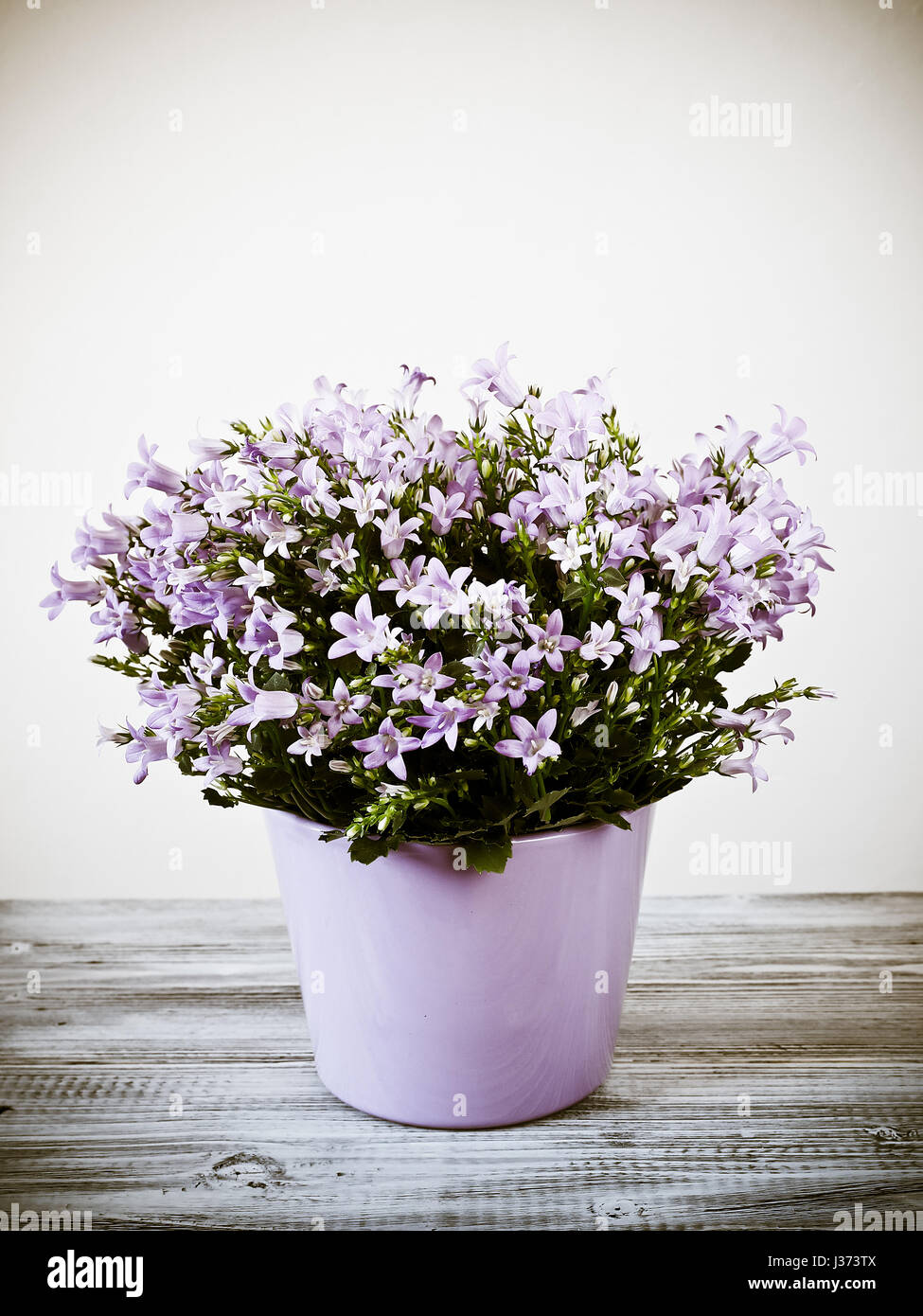Campanula flowerpot Stock Photo