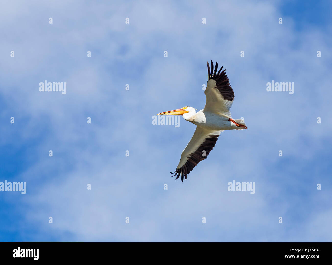 American white pelican Stock Photo