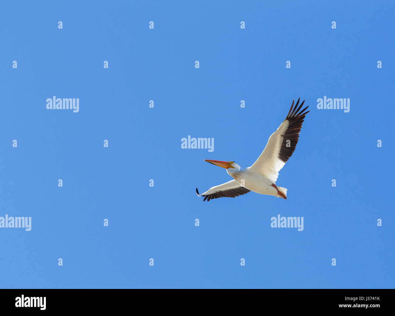 American white pelican Stock Photo