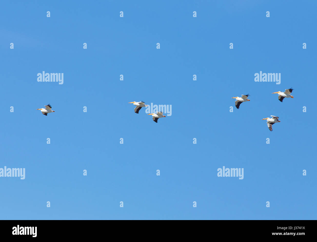 American white pelican Stock Photo - Alamy