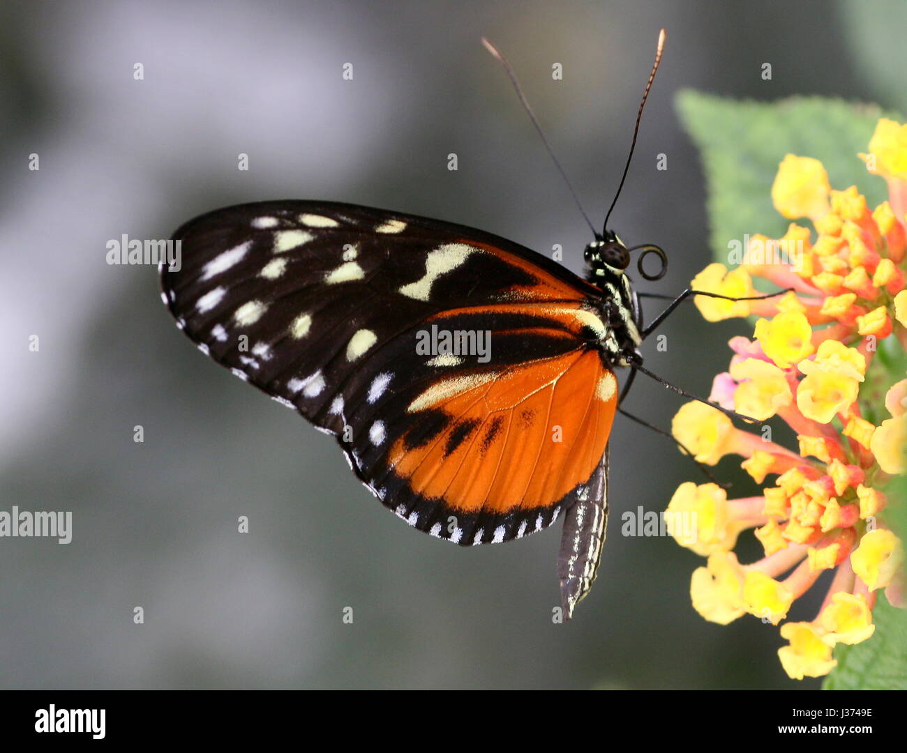 New world Hecale or Tiger Longwing (Heliconius Hecale) feeding on a tropical flower. A.k.a. Golden Heliconian butterfly, found from Mexico to Peru. Stock Photo
