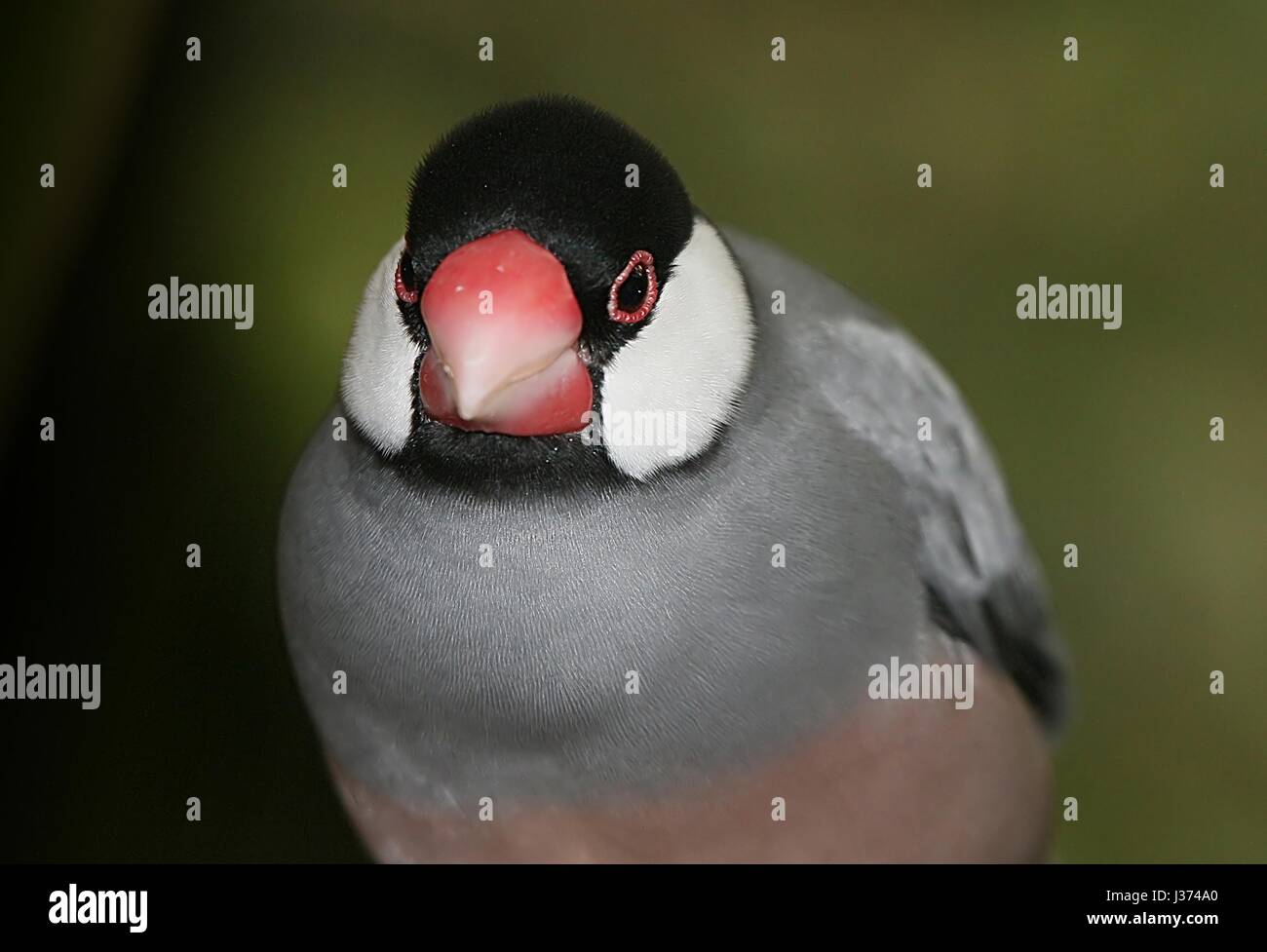 Southeast Asian Java Rice Sparrow or Javan Finch (Padda oryzivora Stock ...