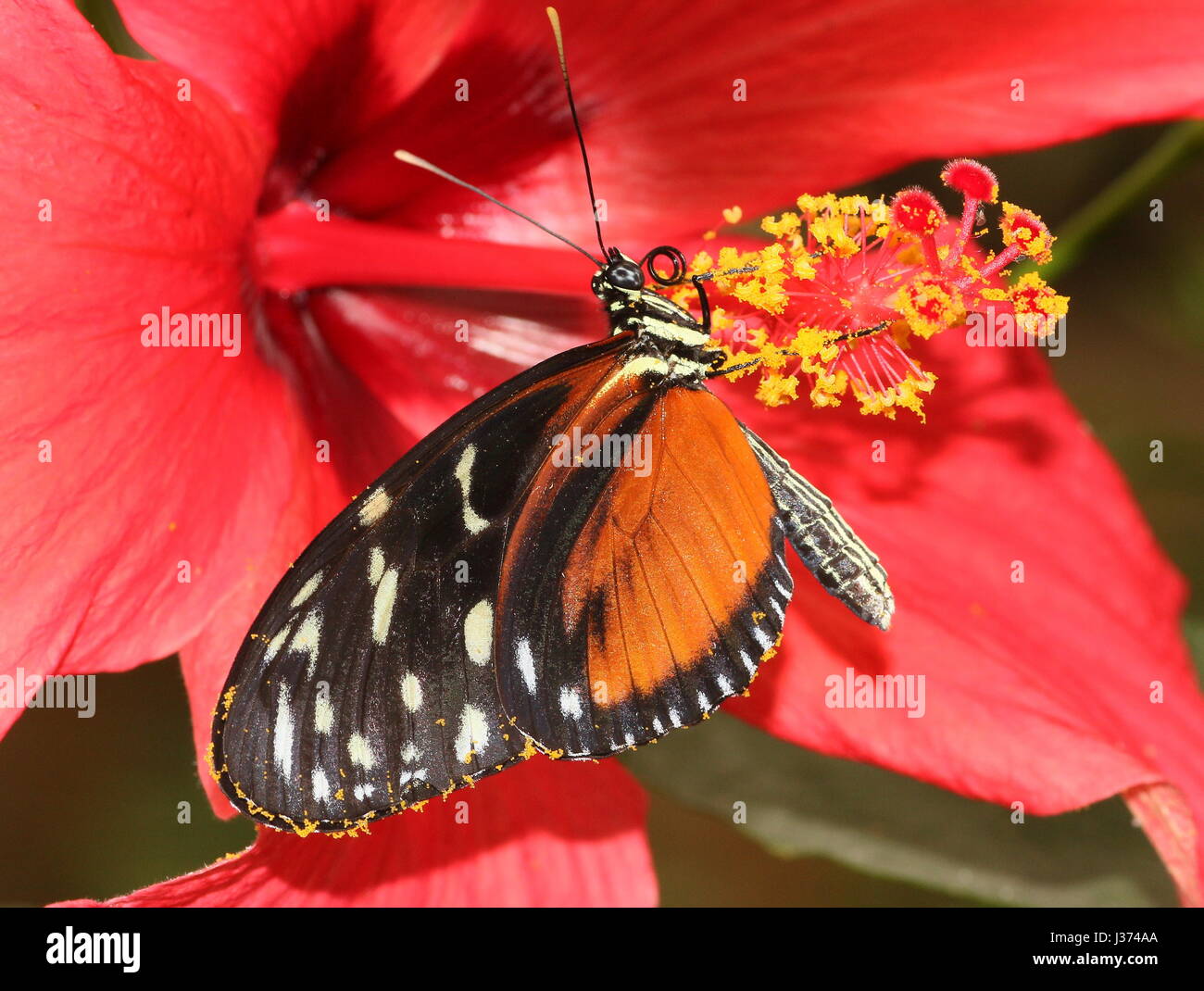 New world Hecale or Tiger Longwing (Heliconius Hecale) feeding on a hibiscus flower. A.k.a. Golden Heliconian butterfly, found from Mexico to Peru. Stock Photo