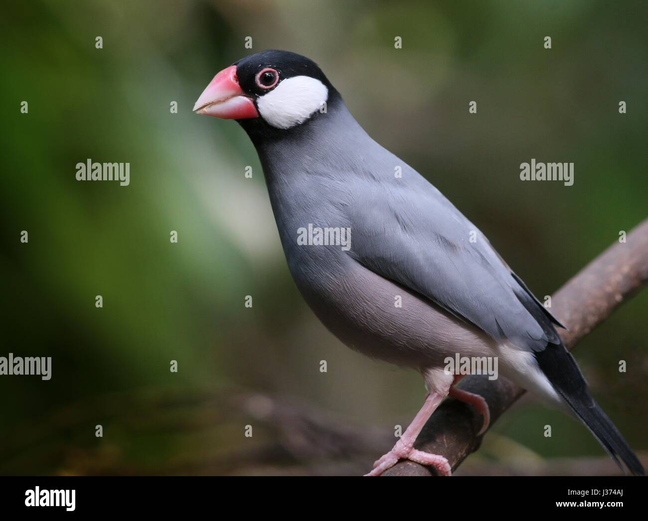 Southeast Asian Java Rice Sparrow or Javan Finch (Padda oryzivora Stock ...