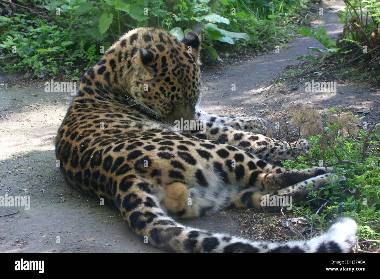 Male Amur or Far Eastern Leopard (Panthera pardus orientalis) cleaning his fur. Stock Photo