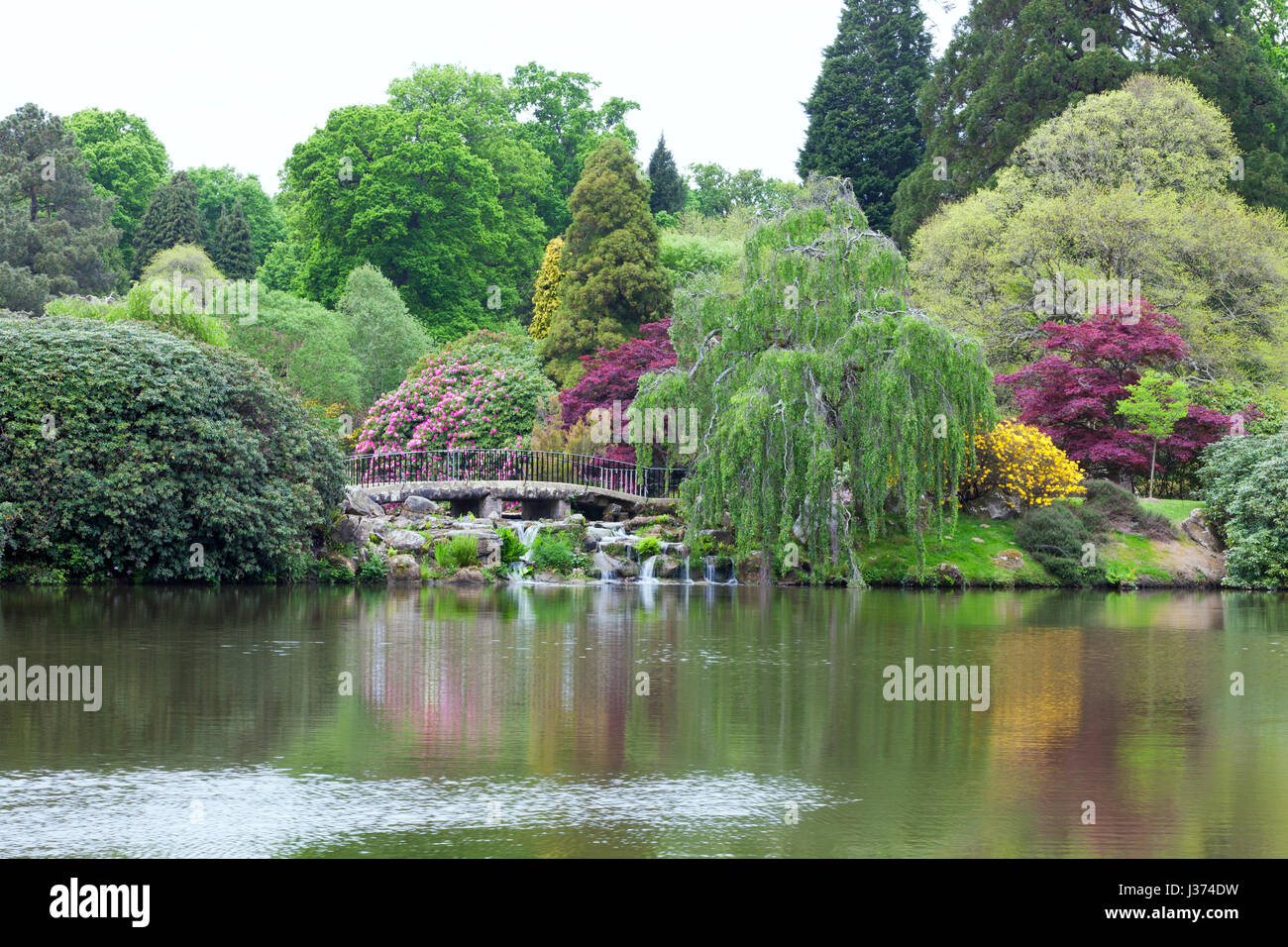 Landscaped garden by a lake with a bridge footpath among pink rhododendrons, yellow azalea in bloom, willow trees, conifers, in an English countryside Stock Photo