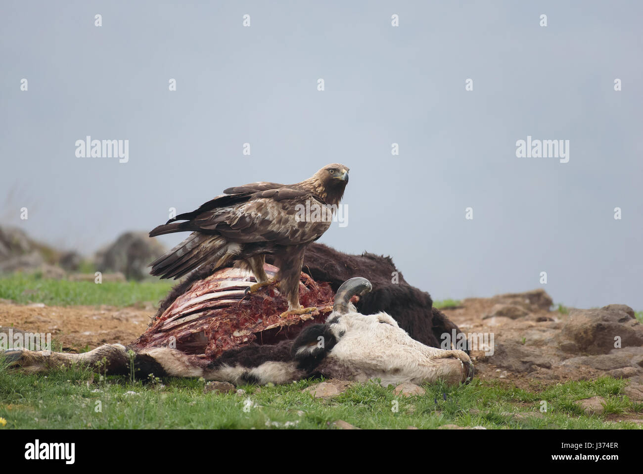 Golden Eagle Eating A Dead Cow Before Dawn Stock Photo