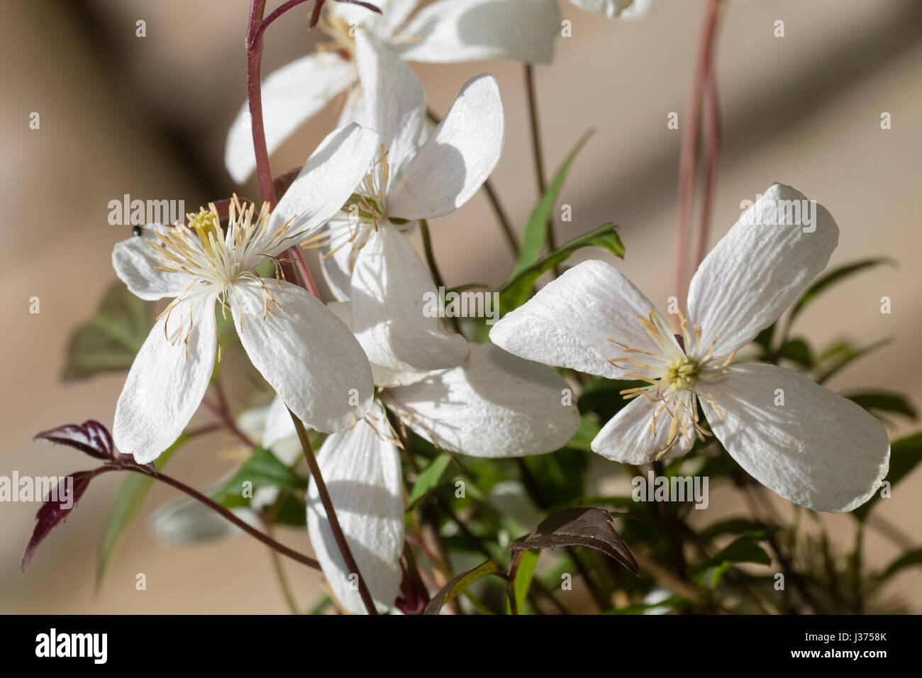 White spring flowers of the selected form of the deciduous climber, Clematis montana 'Alba' Stock Photo