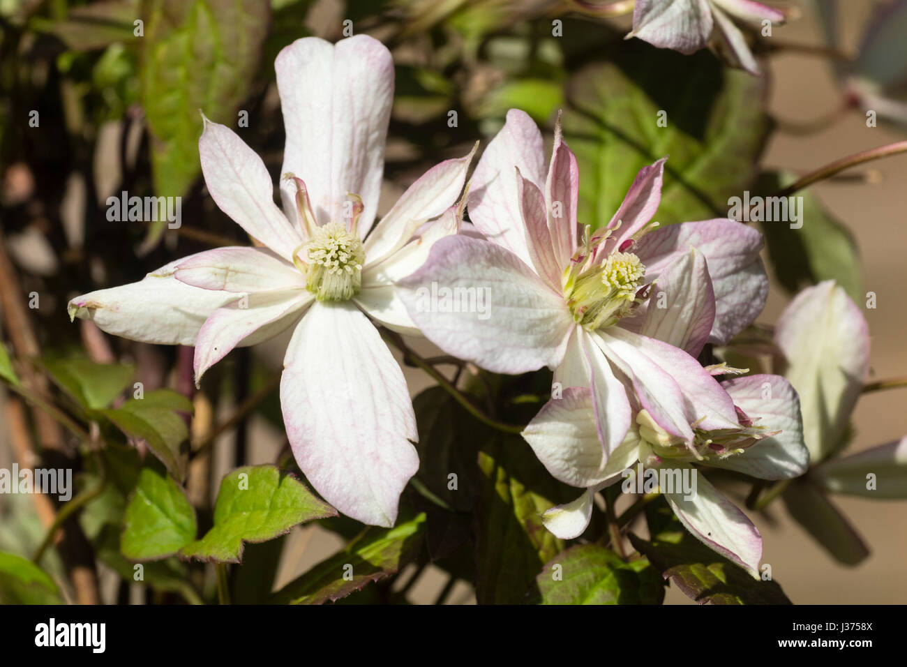 Pale pink, semi-double spring flowers of the selected form of the deciduous climber, Clematis montana 'Marjorie' Stock Photo
