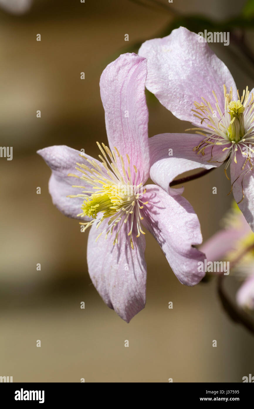 Pale pink spring flowers of the selected form of the deciduous climber, Clematis montana 'Pink Perfection' Stock Photo