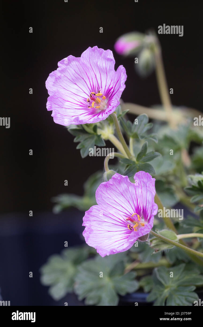 Purple striped pink flowers of the compact hardy geranium, Geranium x cinereum 'Sophie' Stock Photo