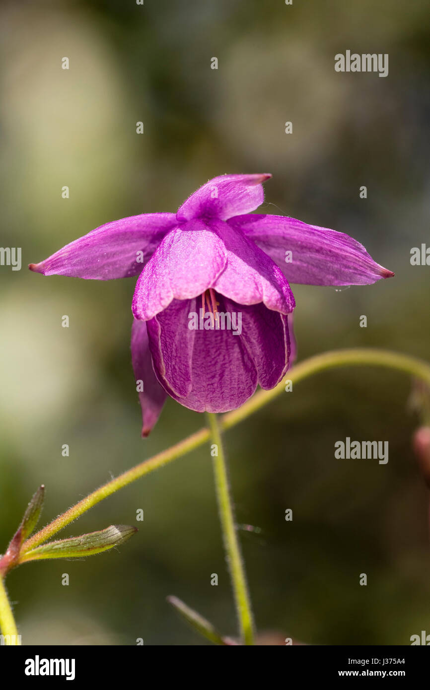 Nodding violet-pink spring flower of the aquilegia relative, Semiaquilegia ecalcarata 'Sugar Plum Fairy' Stock Photo