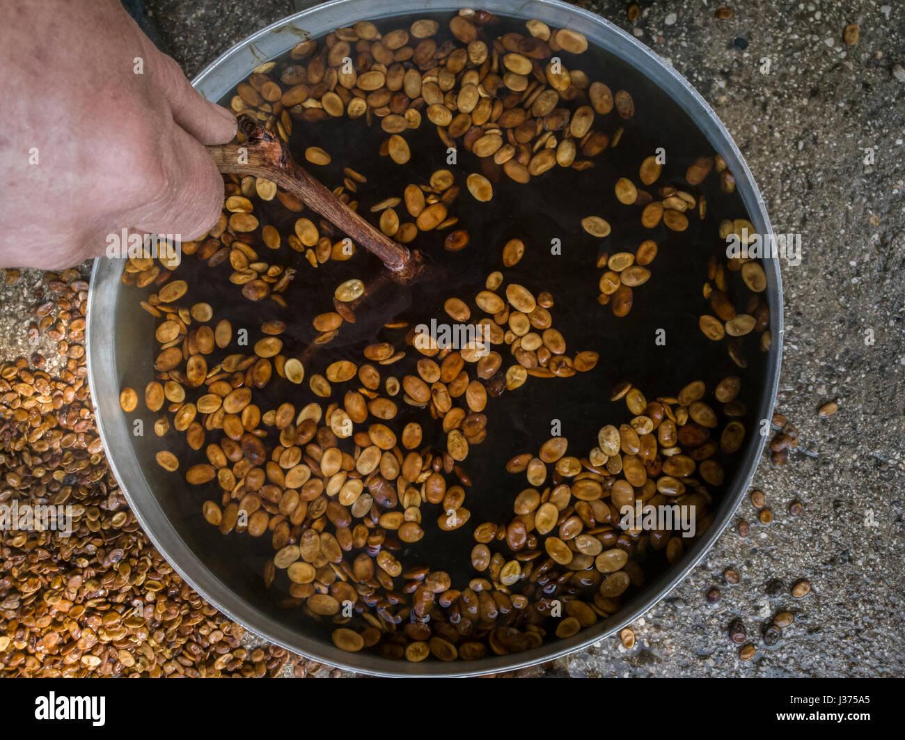 heating of the seeds in hot water to promote germination Stock Photo