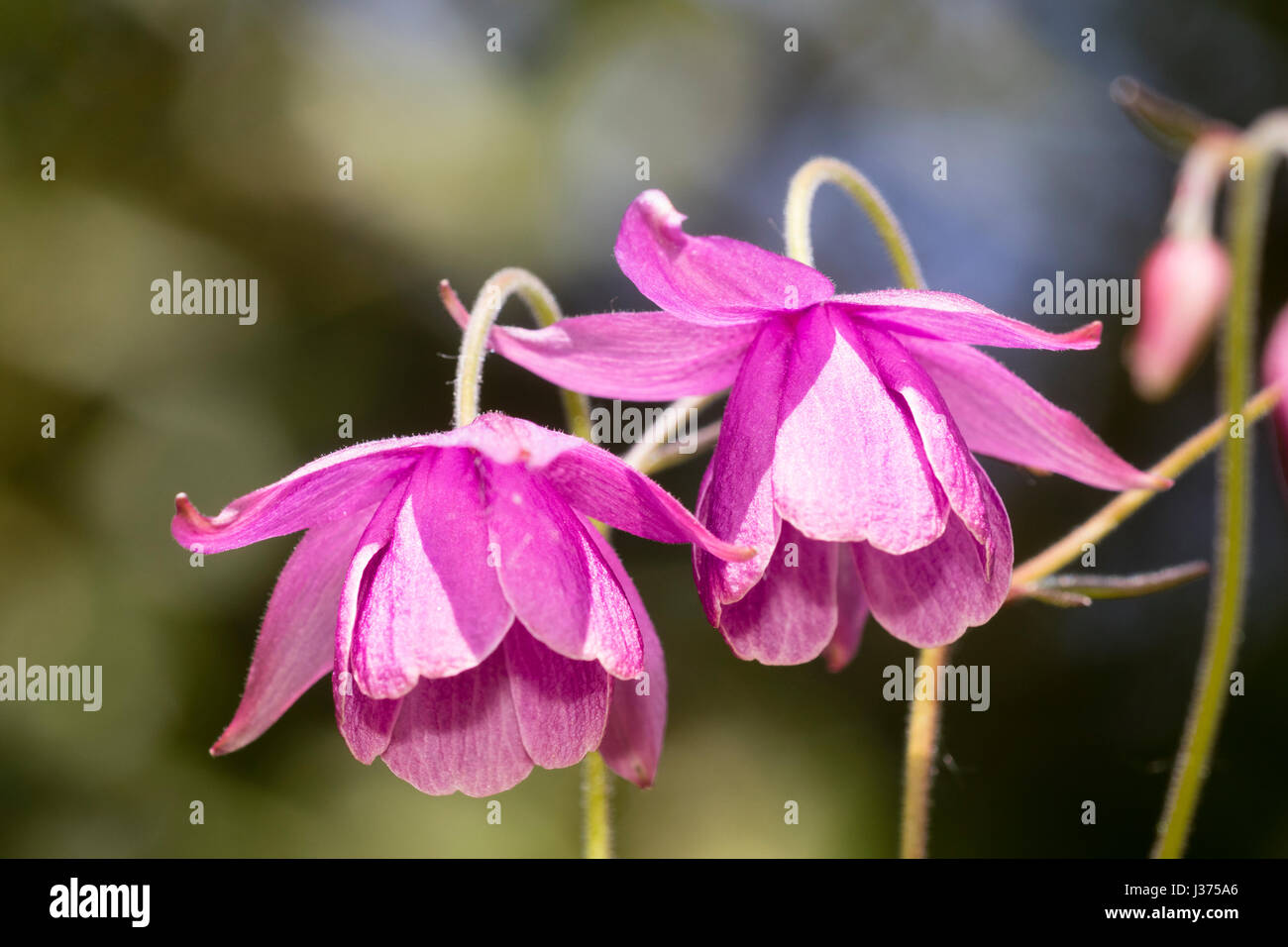 Nodding violet-pink spring flower of the aquilegia relative, Semiaquilegia ecalcarata 'Sugar Plum Fairy' Stock Photo
