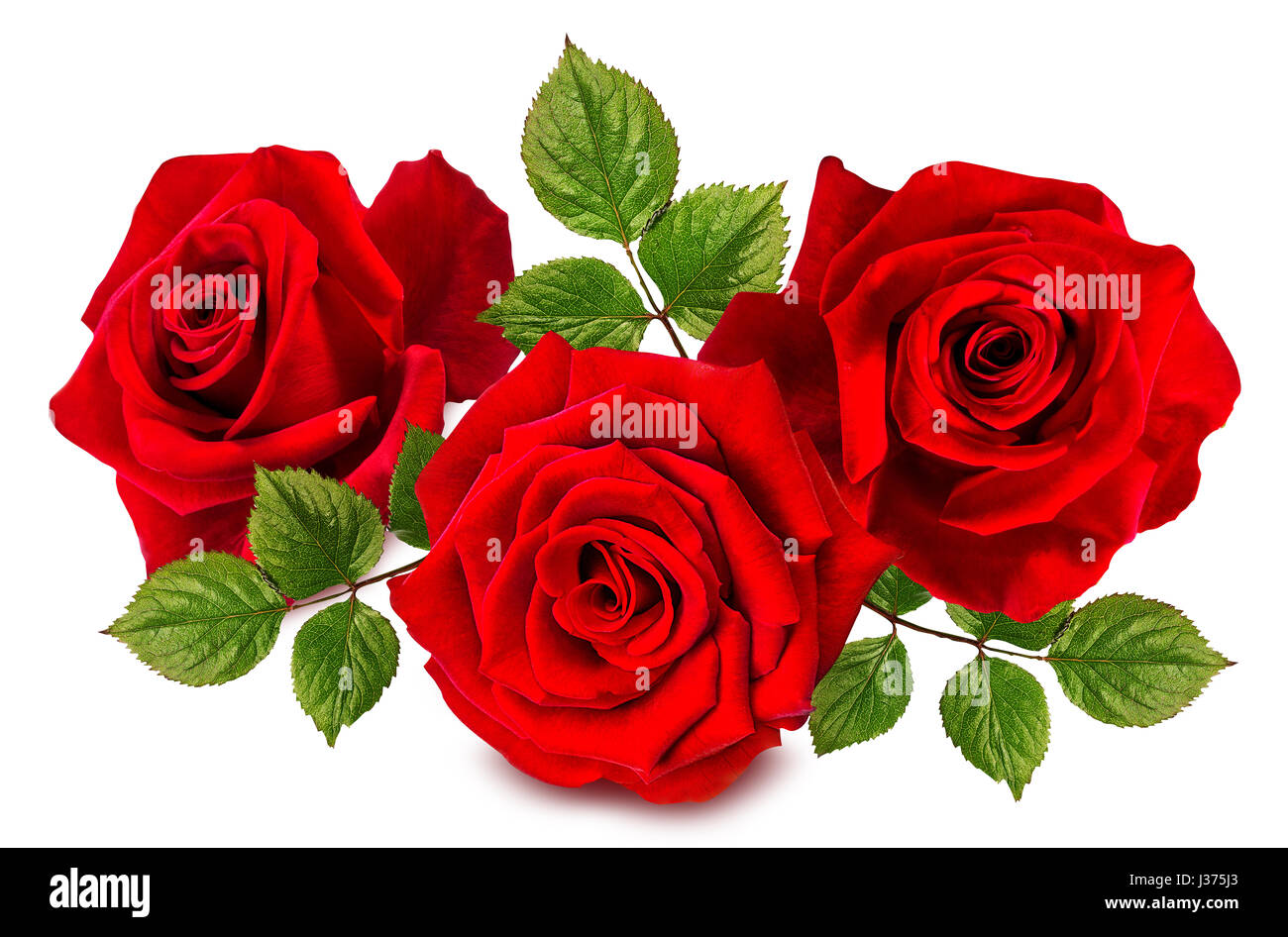 rose isolated on the white background Stock Photo - Alamy