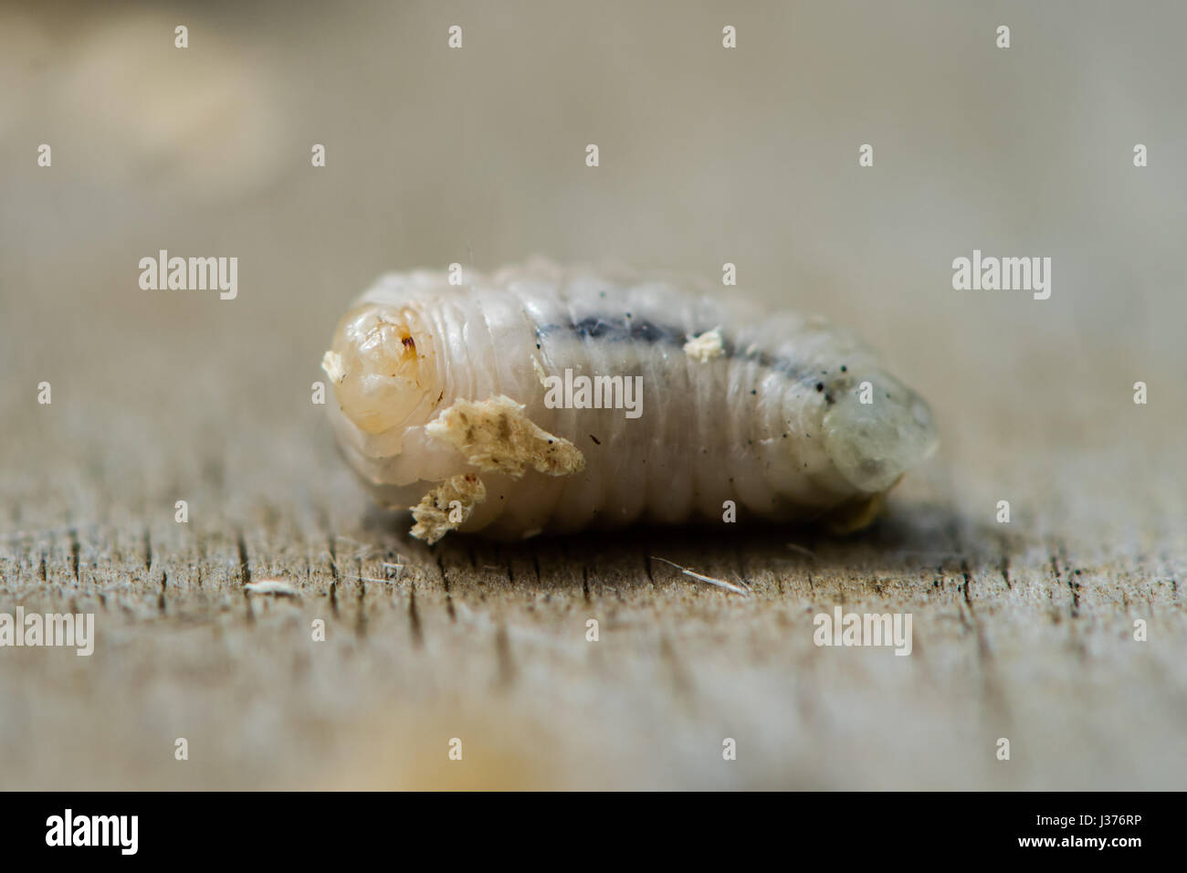 Wasp larva hires stock photography and images Alamy