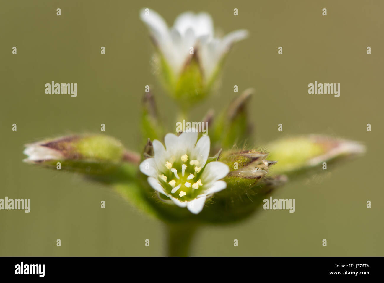 Common Mouse-ear (Cerastium fontanum) flowers. Low-growing plant with cluster of deeply notched white petals, in the family Caryophyllaceae Stock Photo