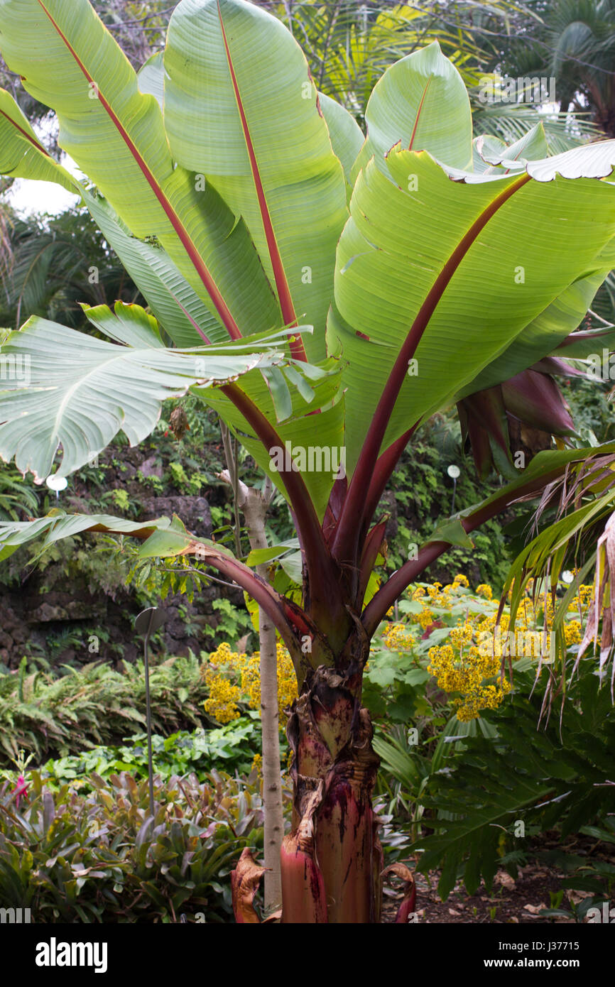 Ensete banana bush in garden Ensete maurelli . Plant with big red leaves Stock Photo