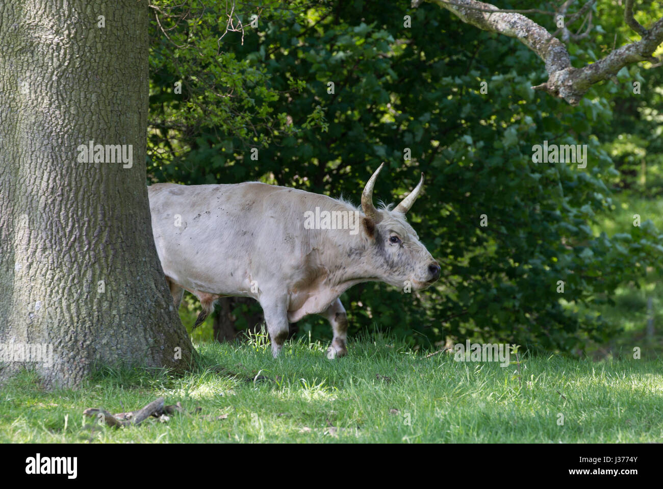 Chillingham  Wild White Cattle,  single adult male walking in woodland. Chillingham Estate, Northumberland, UK. Stock Photo