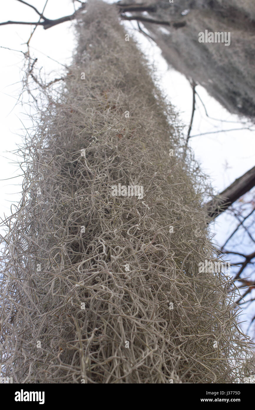 Tillandsia usneoides long grey spanish moss Stock Photo