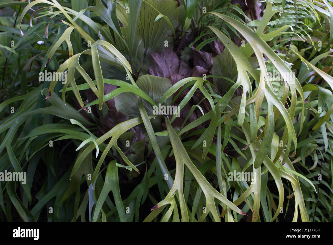 Close up photo of Platycerium leaves. Staghorn fern Stock Photo Alamy