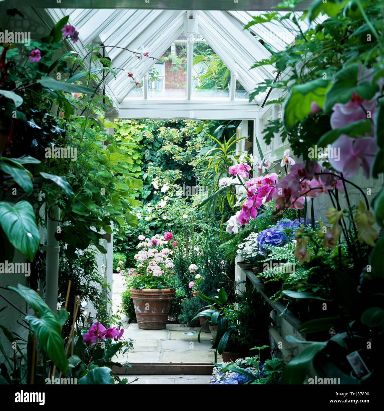 Glass greenhouse ceiling hires stock photography and images Alamy