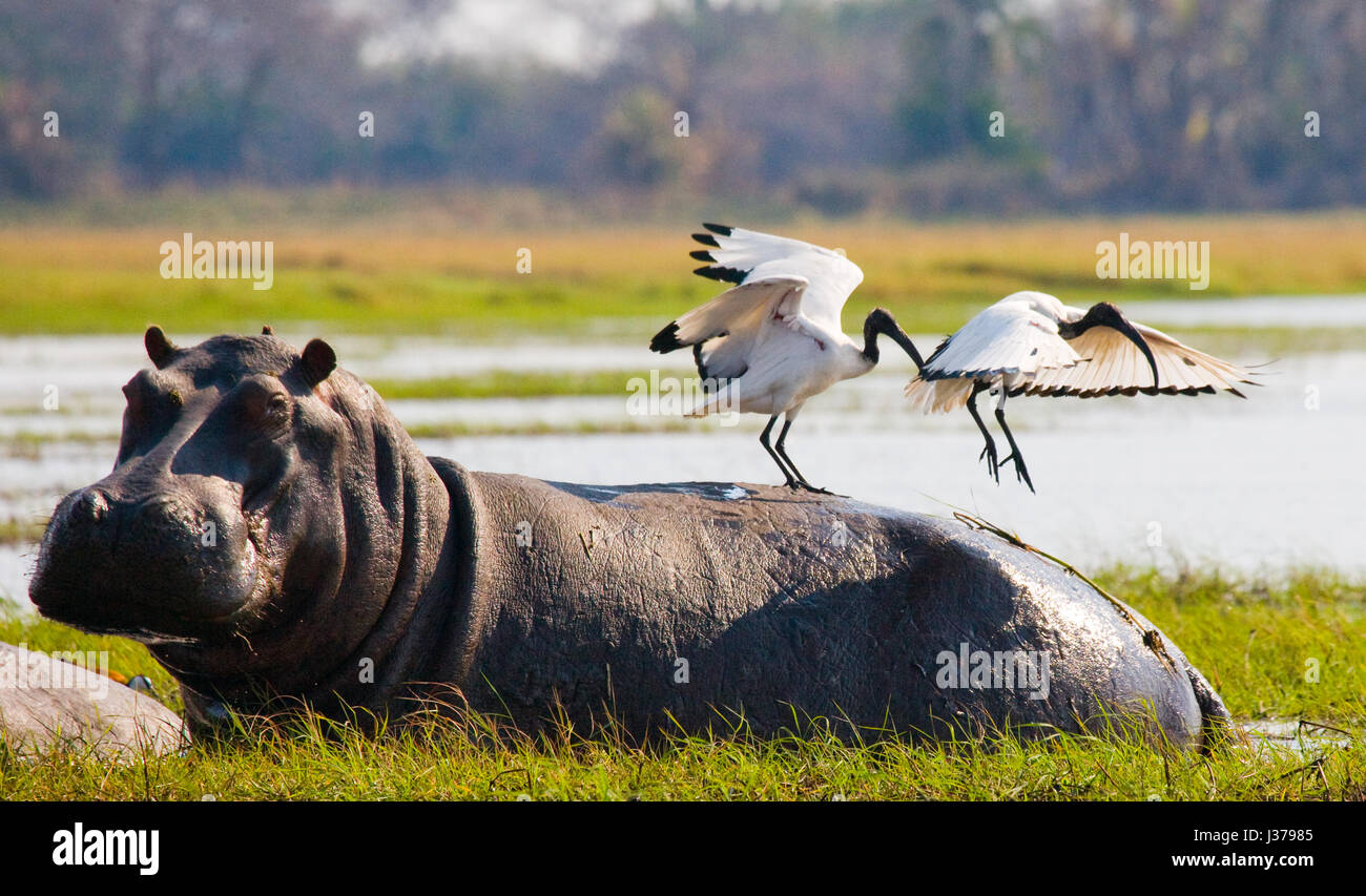 Birds are sitting on the back of a hippopotamus. Botswana. Okavango Delta. Stock Photo