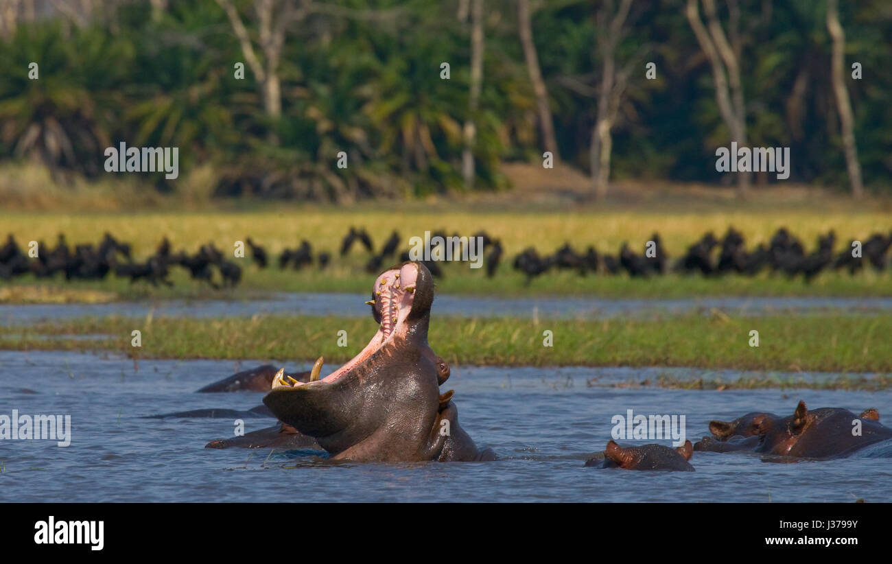 Hippo is sitting in the water, opening his mouth and yawning. Botswana. Okavango Delta. An excellent illustration. Stock Photo