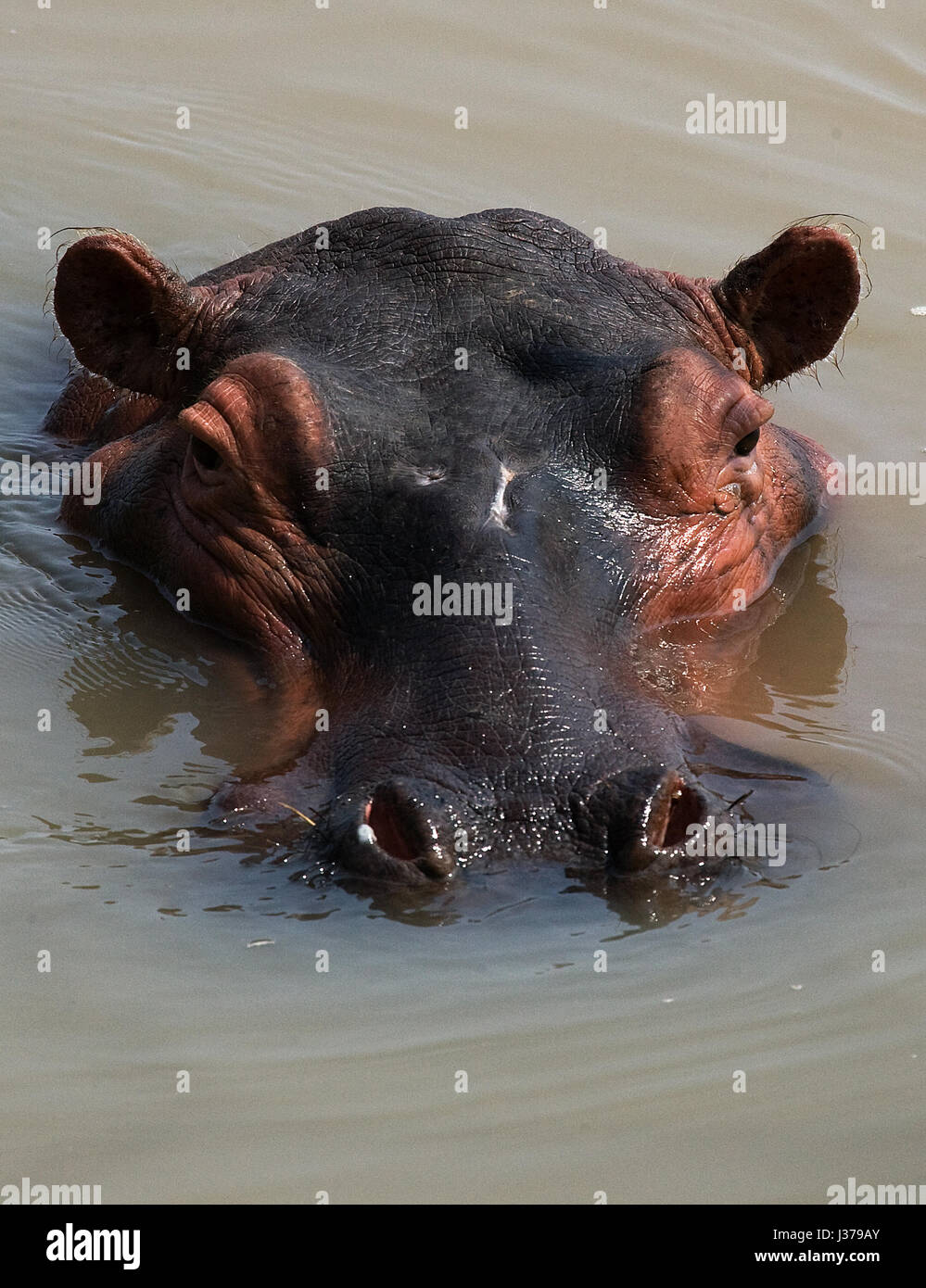 Hippo is sitting in the water. Botswana. Okavango Delta. An excellent illustration. Stock Photo