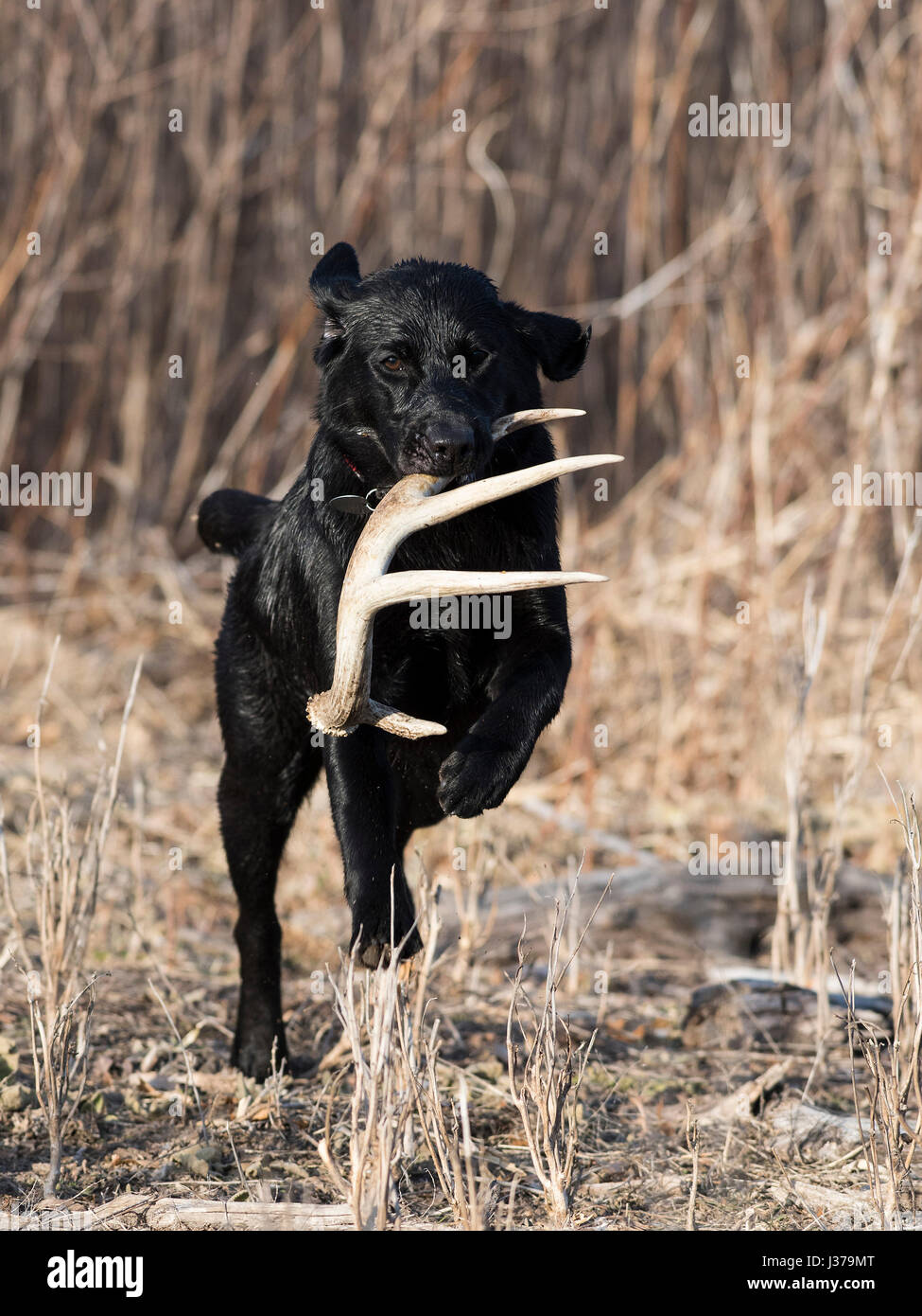 Black Lab hunting dog with a shed antler Stock Photo Alamy