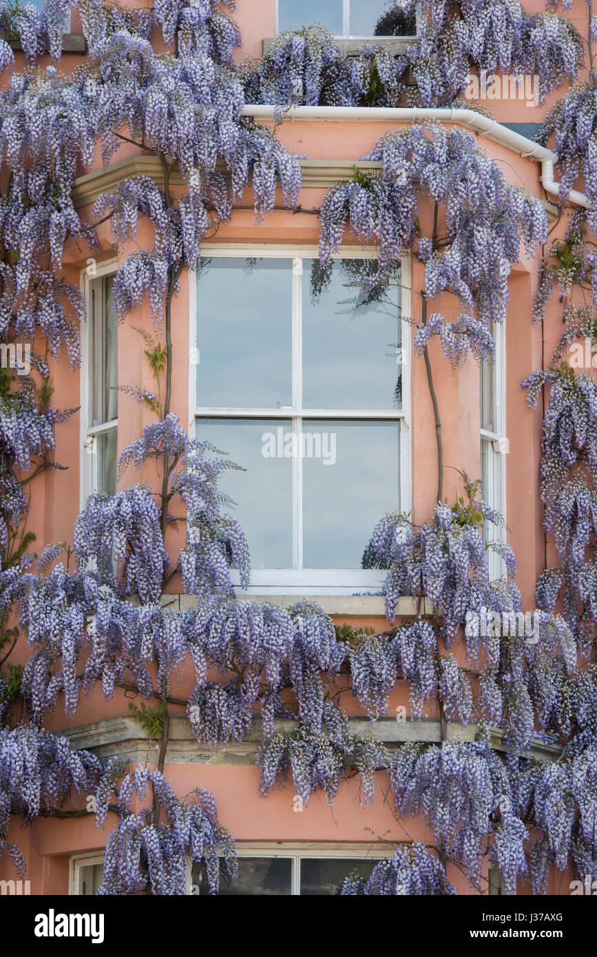Wisteria on the front of a residential house in Iffley road, Oxford, Oxfordshire, UK Stock Photo