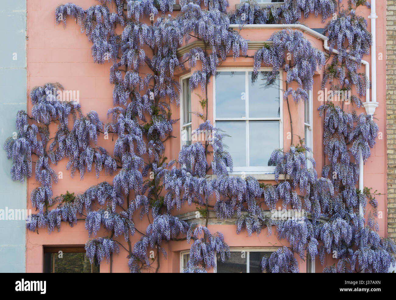 Wisteria on the front of a residential house in Iffley road, Oxford, Oxfordshire, UK Stock Photo
