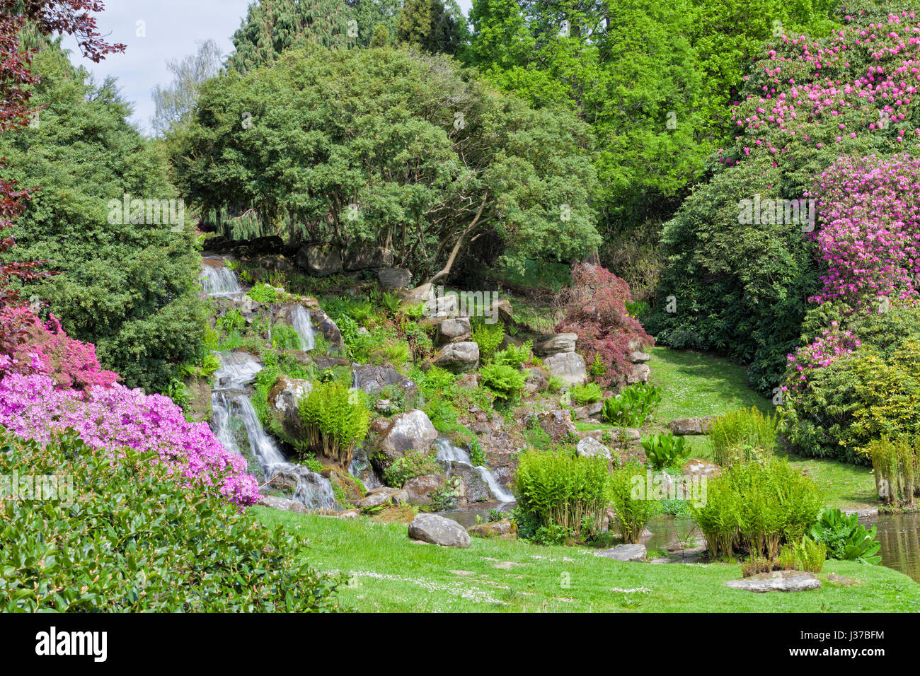 Colorful flowering garden with pink rhododendrons and azalea, rock waterfall, surrounded by mature trees and green fern, on a bank of a pond, springti Stock Photo