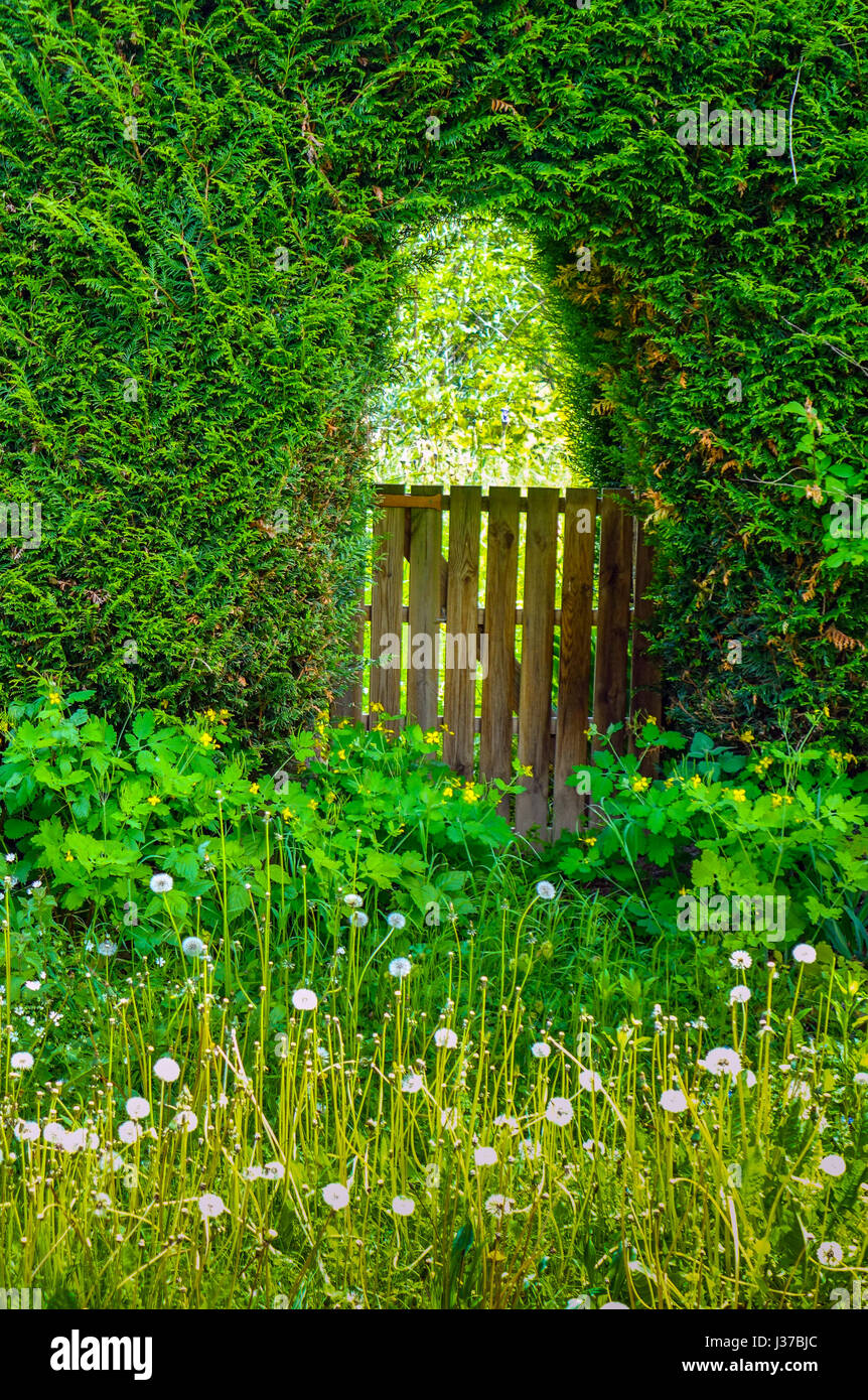 Wooden garden gate in archway, in Private hedge, with dandelions, Ariege, France Stock Photo
