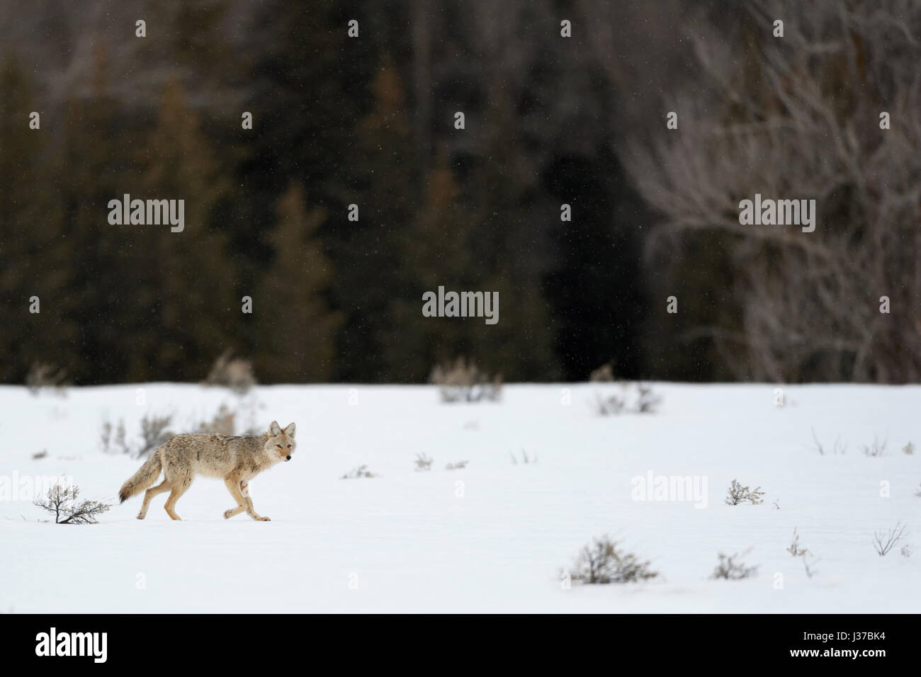 Coyote / Kojote ( Canis latrans ), in winter, walking over snow covered plains along the edge of a forest, on long legs, watching attentively, USA. Stock Photo