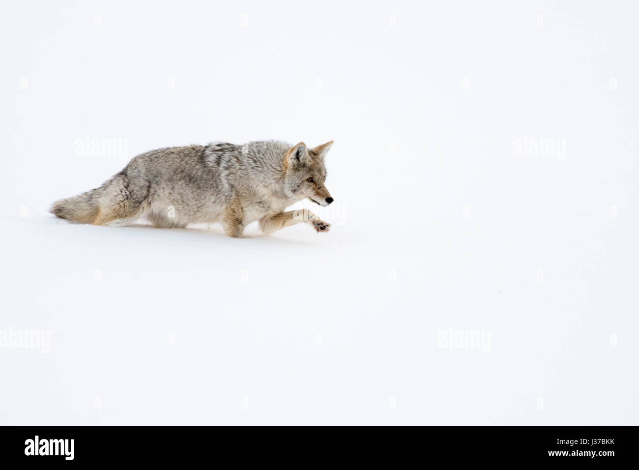 Lifting paw hires stock photography and images Alamy