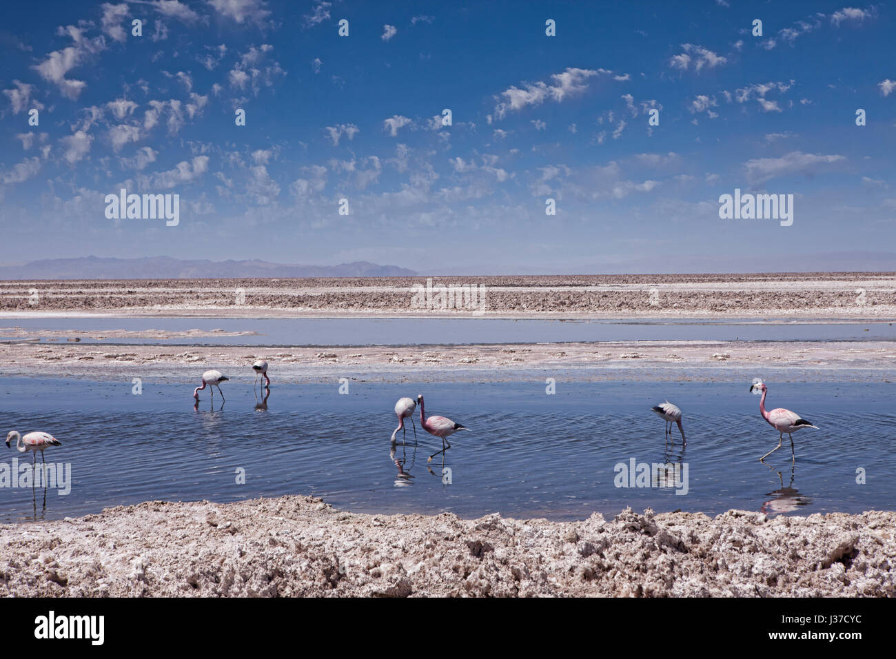 Los Flamencos National Reserve Atacama Desert Chile Stock Photo Alamy los-flamencos-national-reserve-atacama-desert-chile-stock-photo-alamy