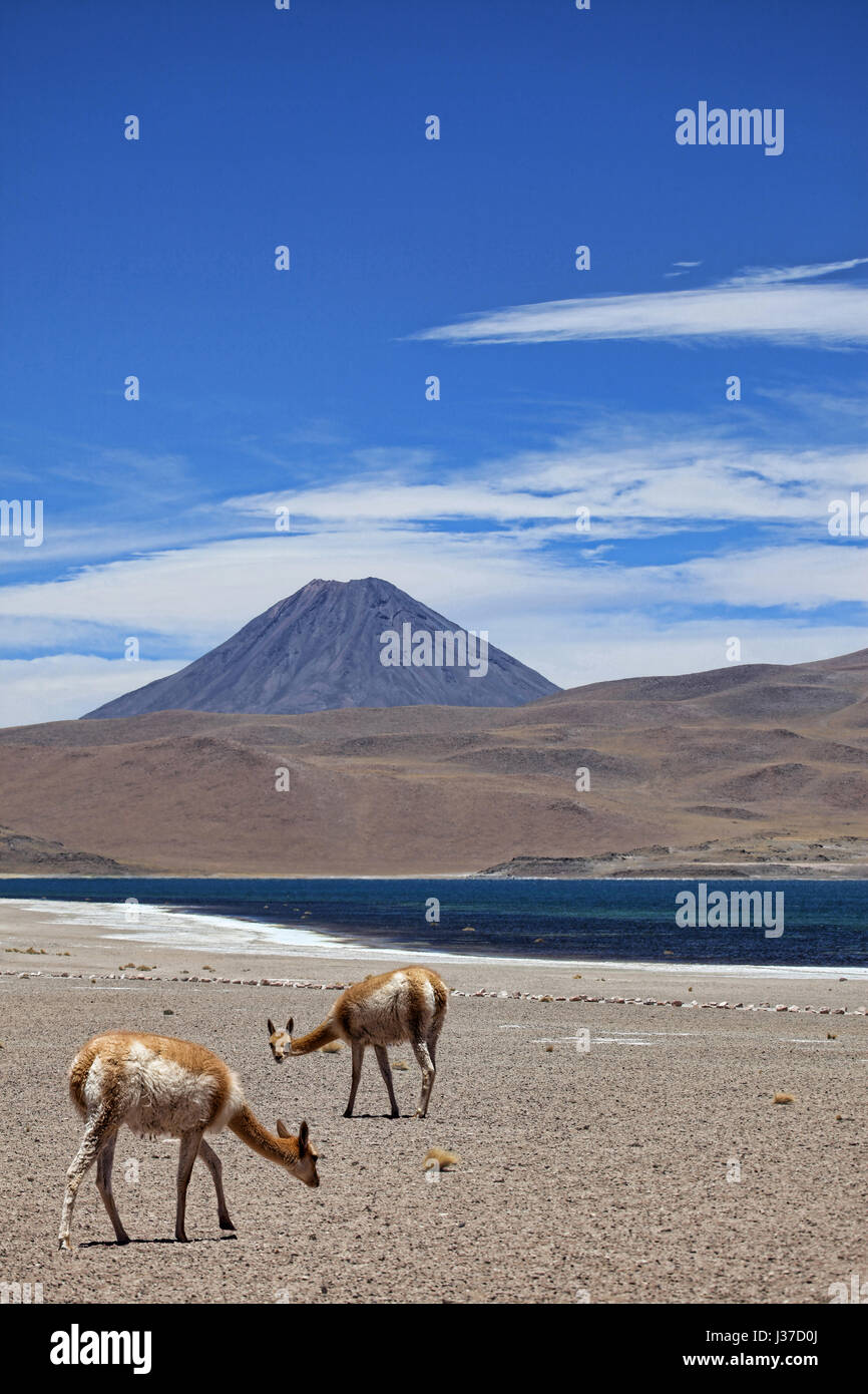 Guanacos grazing near the Lagunas Miscanti y Miniques, Miscanti Lake, Atacama Desert, Chile. Stock Photo