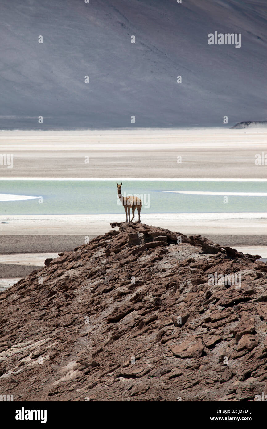 Guanaco grazing near the Lagunas Miscanti y Miniques, Miscanti Lake, Atacama Desert, Chile. Stock Photo