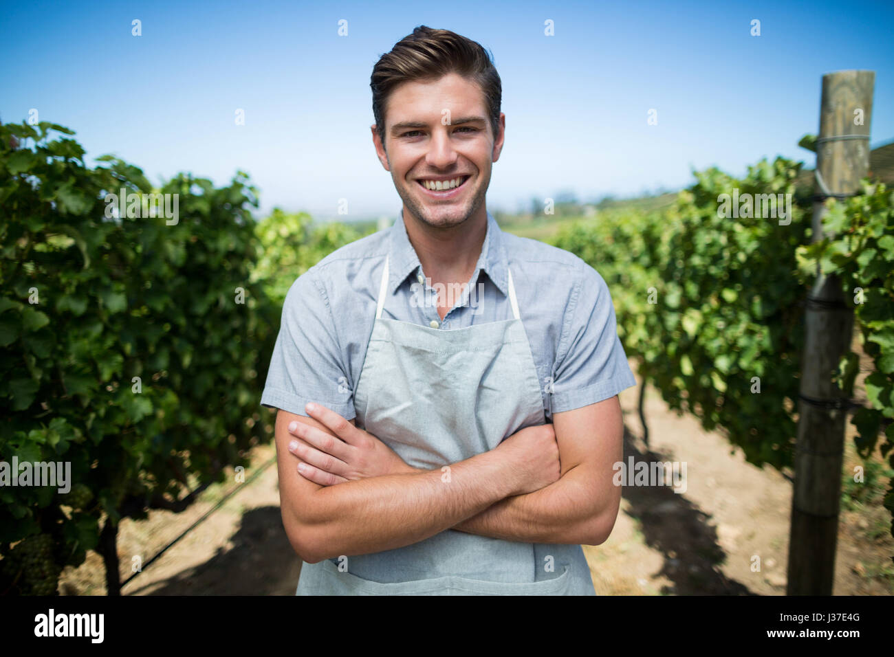Portrait of smiling farmer with arms crossed standing at vineyard Stock ...
